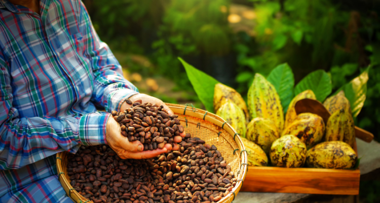 As cocoa prices are skyrocketing to multi-decade highs, the global cocoa market is undergoing a profound shift